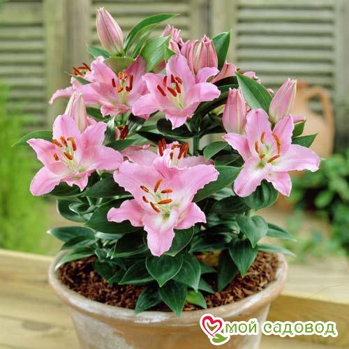 Лилия восточная Литтл Джон - 1 ₽