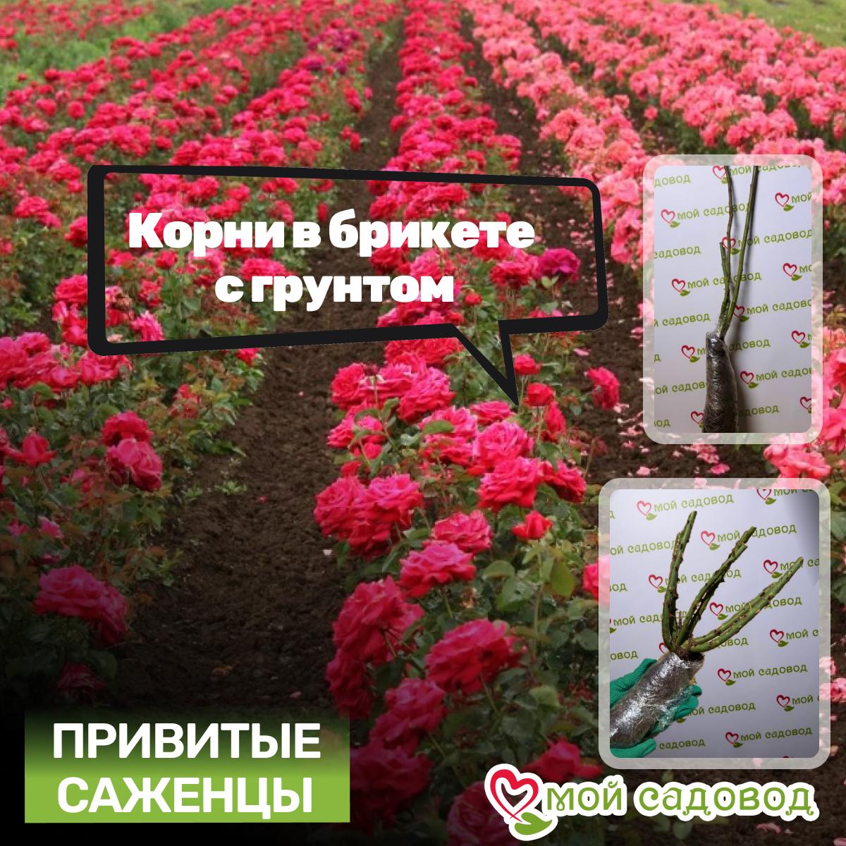 розы спрей Файер Флеш