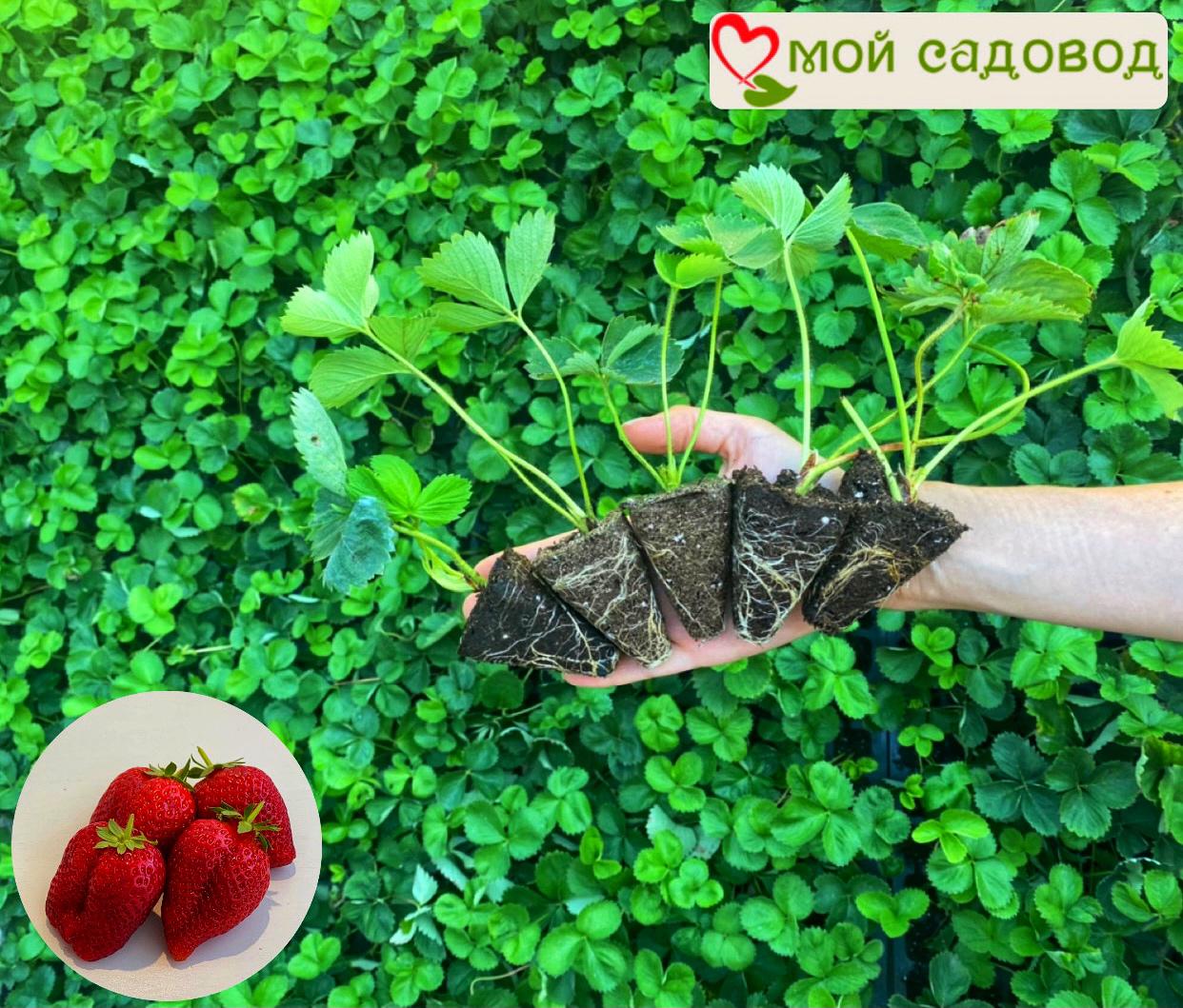 Клубника Мальвина (поздний сорт)