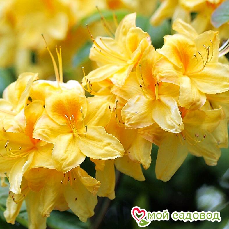 Азалия/Рододендрон листопадный Аннеке