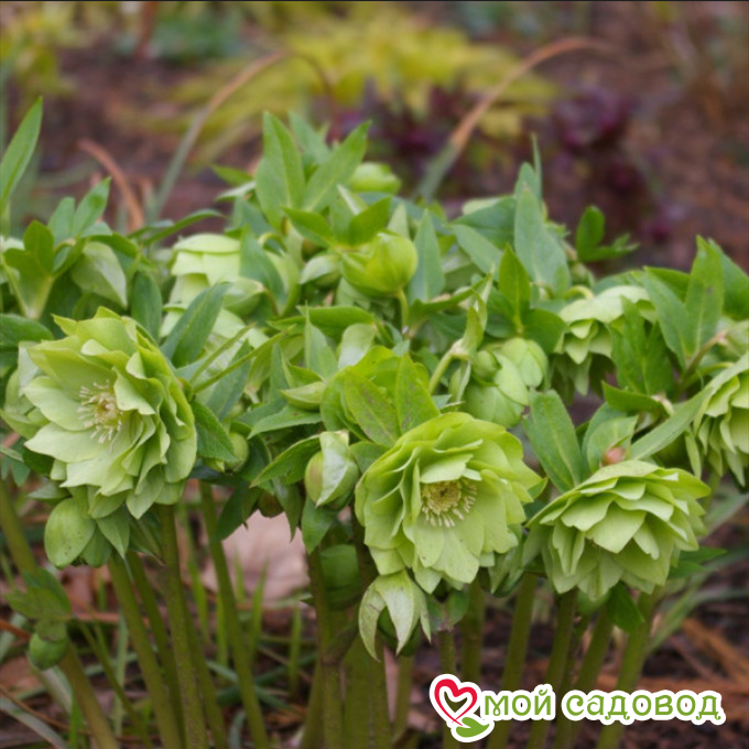 Морозник восточный Элен Грин