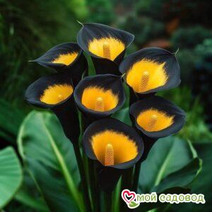 Калла Легато